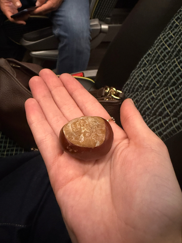horse-chestnut