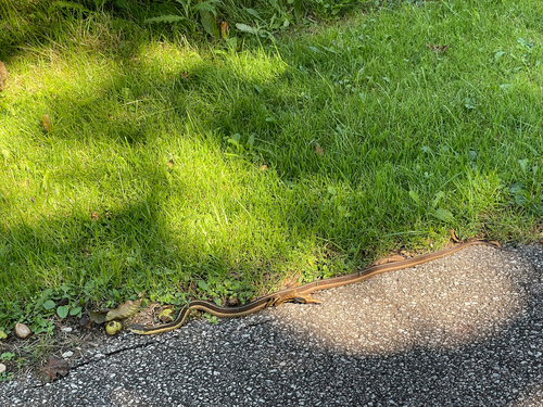 Common Garter Snake