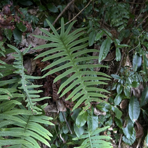 Goniophlebium amoenum observed 2026-09-25