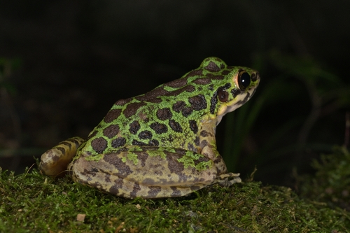 Tianmu Sharp-nosed Frog