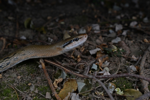 Beauty Ratsnake