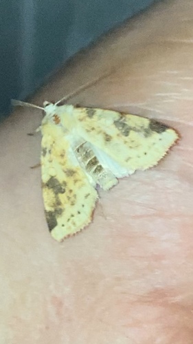 The Sallow