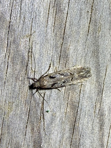 Carpatolechia decorella