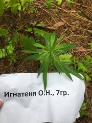 Chamaenerion angustifolium