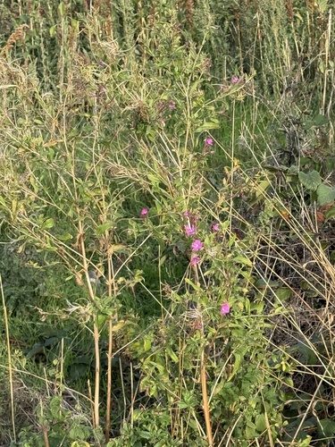 Great Willowherb