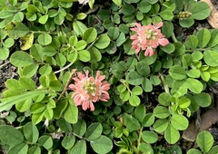 (c) James Rogers, some rights reserved (CC BY) Indigofera spicata, photograph (c) James Rogers, some rights reserved (CC BY)