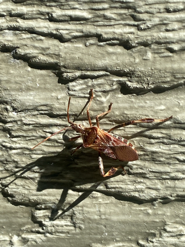 Western Conifer Seed Bug