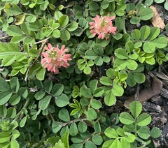 (c) James Rogers, some rights reserved (CC BY) Indigofera spicata, photograph (c) James Rogers, some rights reserved (CC BY)