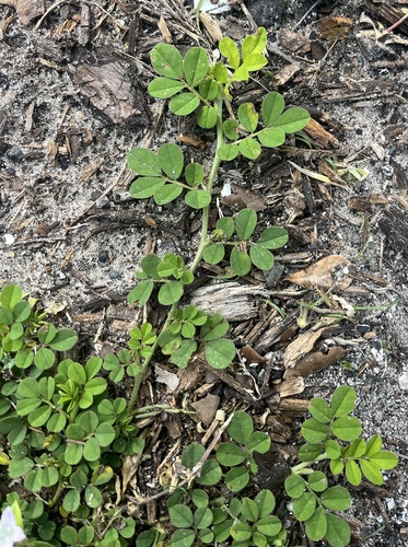 Indigofera spicata, photograph 3