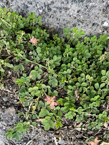 Indigofera spicata, photograph 4