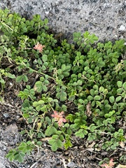 (c) James Rogers, some rights reserved (CC BY) Indigofera spicata, photograph (c) James Rogers, some rights reserved (CC BY)