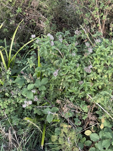 hemp agrimony