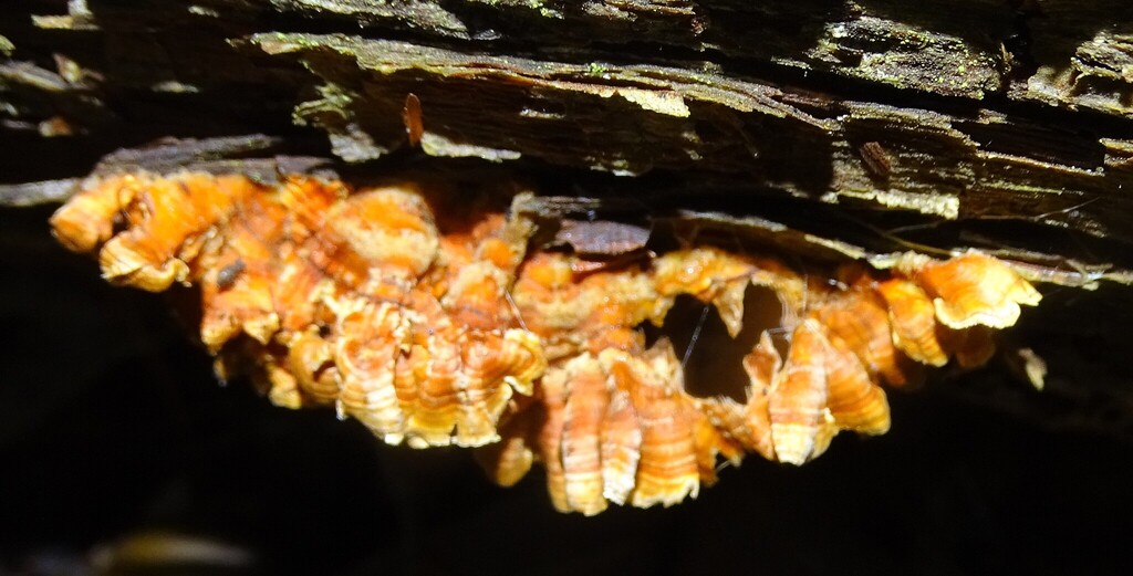 crowded parchment · September 2026 · photo: Photo: (c) Shirley Zundell, some rights reserved (CC BY) · iNaturalist