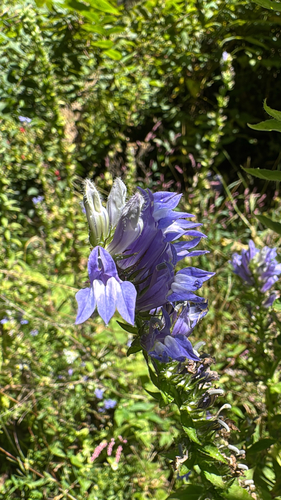 great blue lobelia