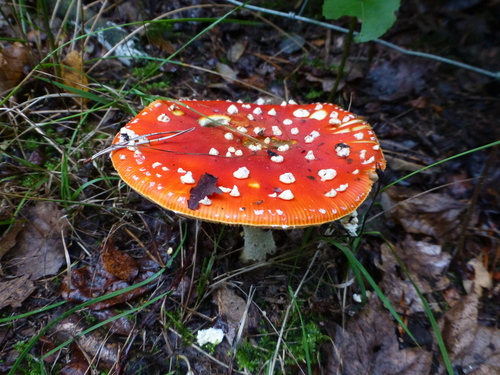 Fly Agaric