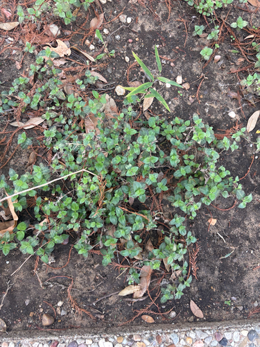 straggler daisy