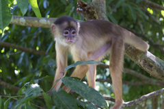 Cebus unicolor