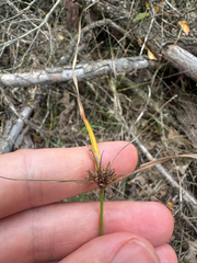 (c) Peter Quakenbush, some rights reserved (CC BY) Cyperus lupulinus, photograph (c) Peter Quakenbush, some rights reserved (CC BY)