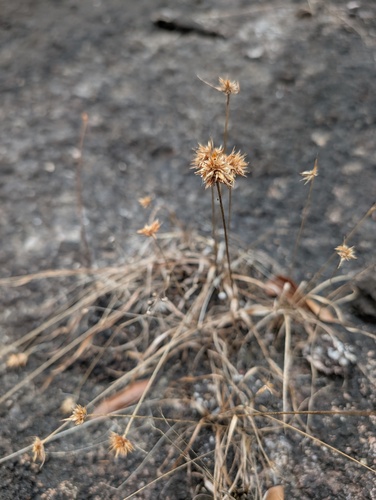 Rhynchospora barbata observed 2026-09-14