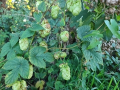Humulus lupulus, photograph (c) Robert Martin, some rights reserved (CC BY)