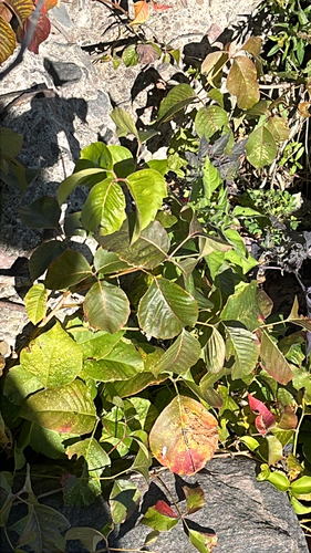 western poison ivy