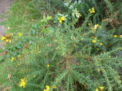 Ulex europaeus, photograph (c) Sheelagh Halsey, some rights reserved (CC BY)