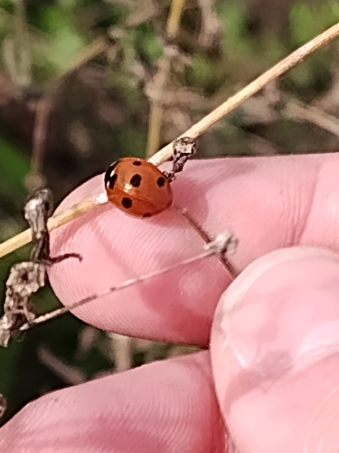 Seven-spotted Lady Beetle