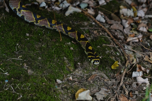 Mandarin Ratsnake