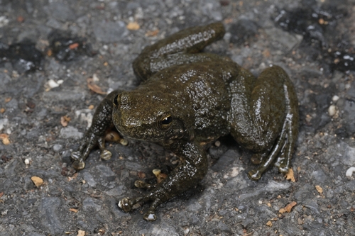 Wuyi torrent frog