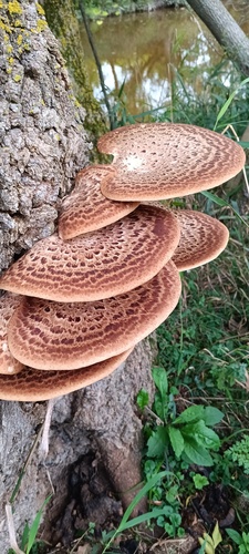 Dryad's Saddle