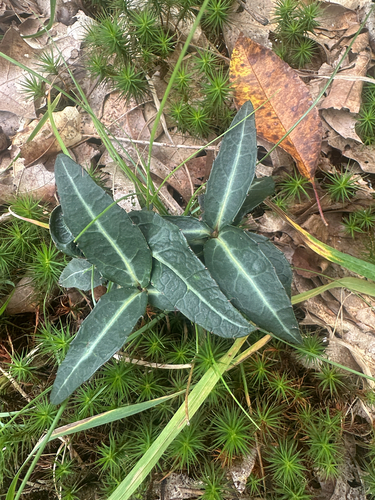 striped wintergreen