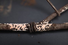 Aleurodiscus mirabilis