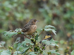 Mirafra assamica