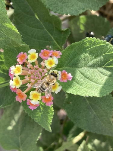 Western Honey Bee