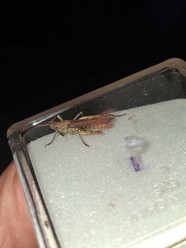 Rufous Grasshopper