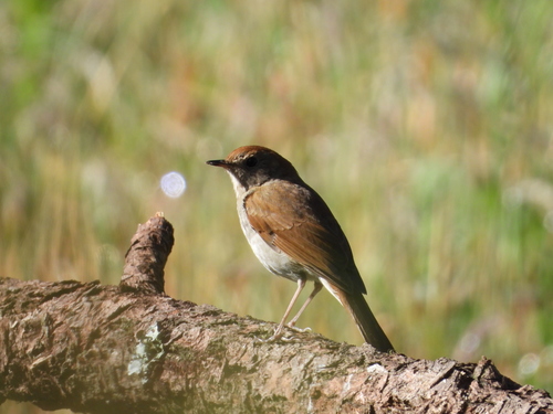 Russet Nightingale-Thrush (Catharus occidentalis), photo 9