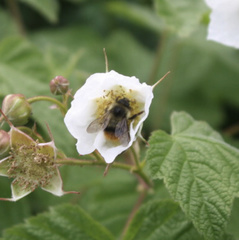 Bombus mixtus