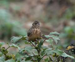 Mirafra assamica