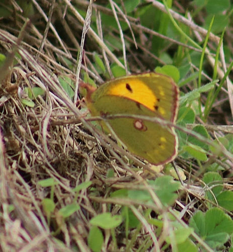 Clouded Yellow