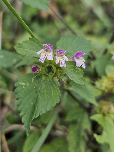 Galeopsis bifida