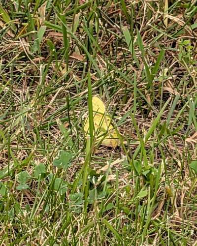 Clouded Yellows