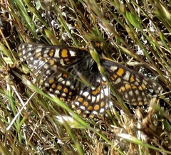 Euphydryas editha bayensis