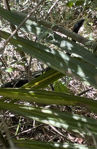 Southern Black Racer