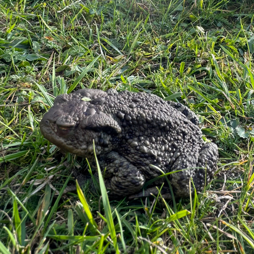 European Toad