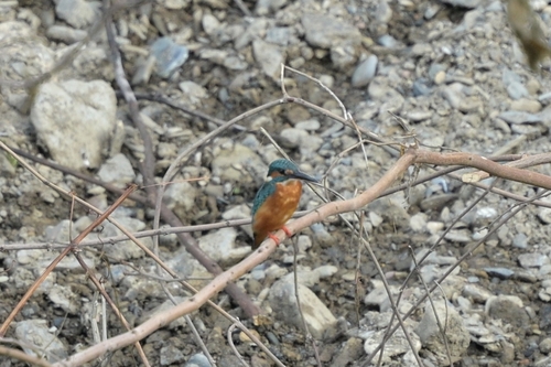 Common Kingfisher