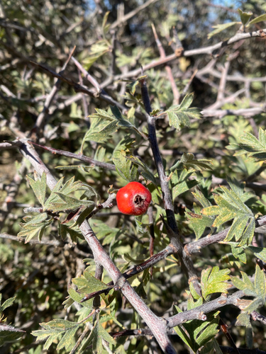 Crataegus laciniata