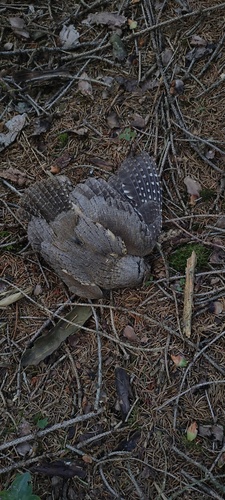 Eurasian Scops-Owl