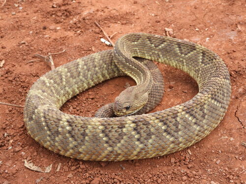 Neotropical Rattlesnake