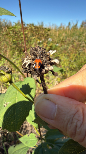 False Milkweed Bug