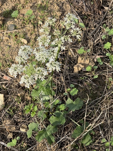 Heracleum sphondylium, photograph 1
